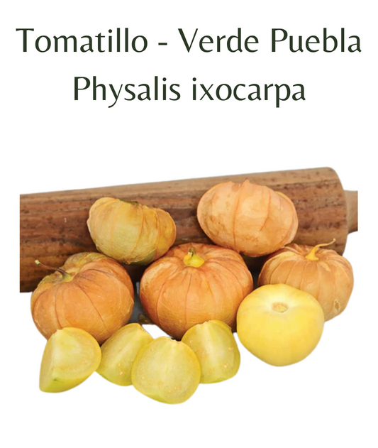 Tomatillo - Verde Puebla (10 seeds)