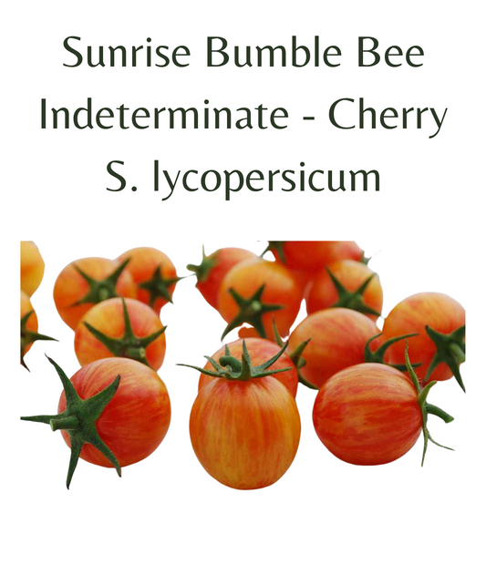 Sunrise Bumble Bee Cherry Tomato (10 seeds)