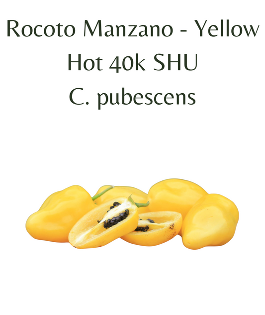 Rocoto Manzano - Yellow chilli Seeds (10 seeds)