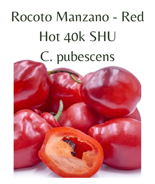Rocoto Manzano - Red chilli Seeds (10 seeds)