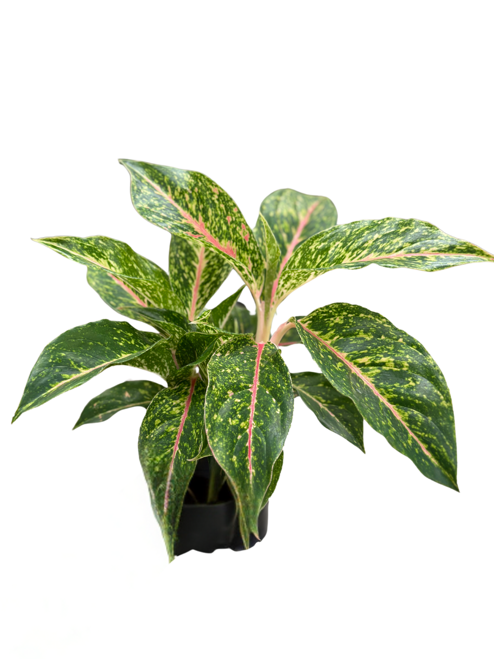 Aglaonema ‘Firework Sparkle’ plant in 12 cm pot