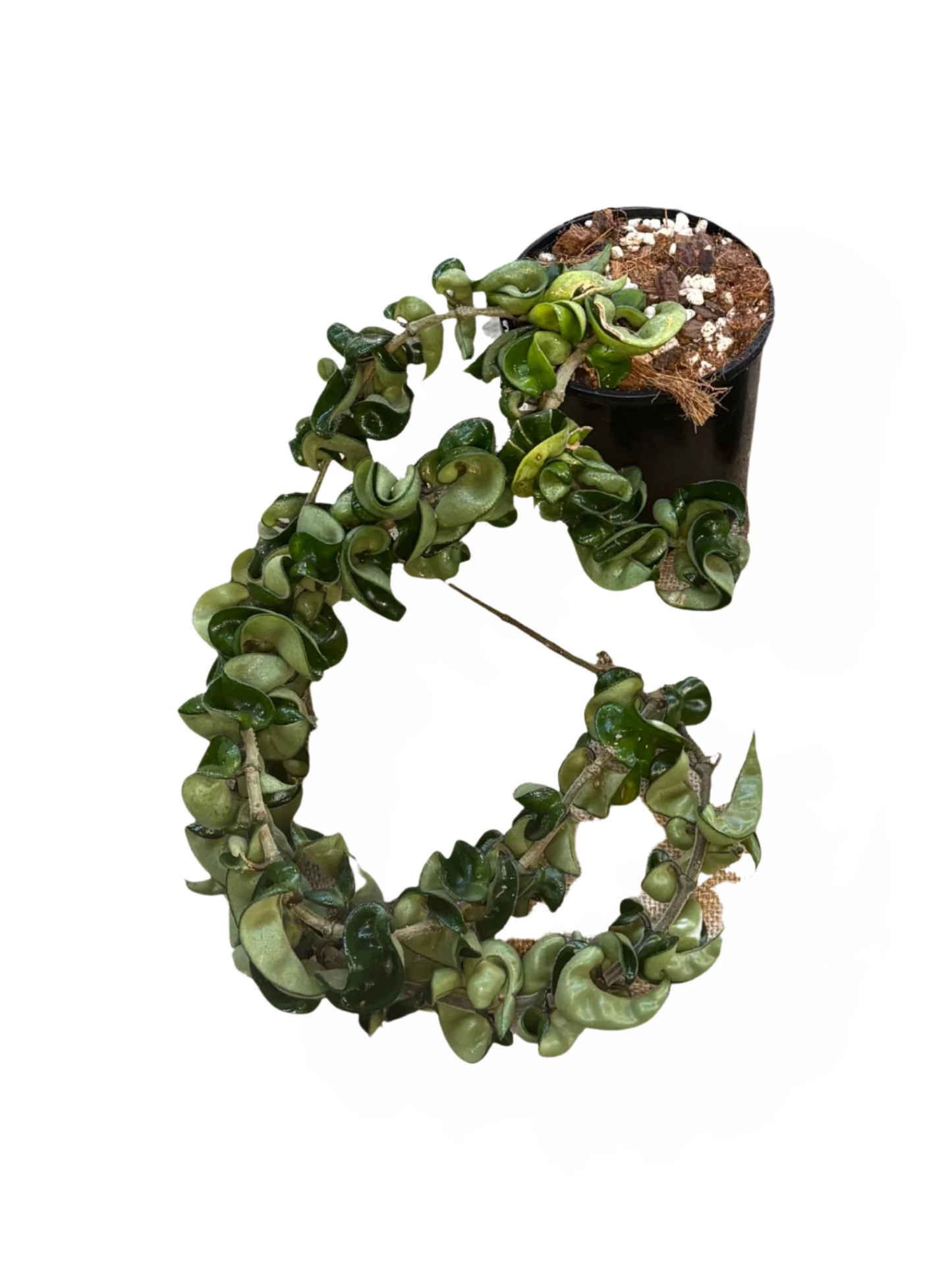 Hoya_compacta_Hindu_Rope