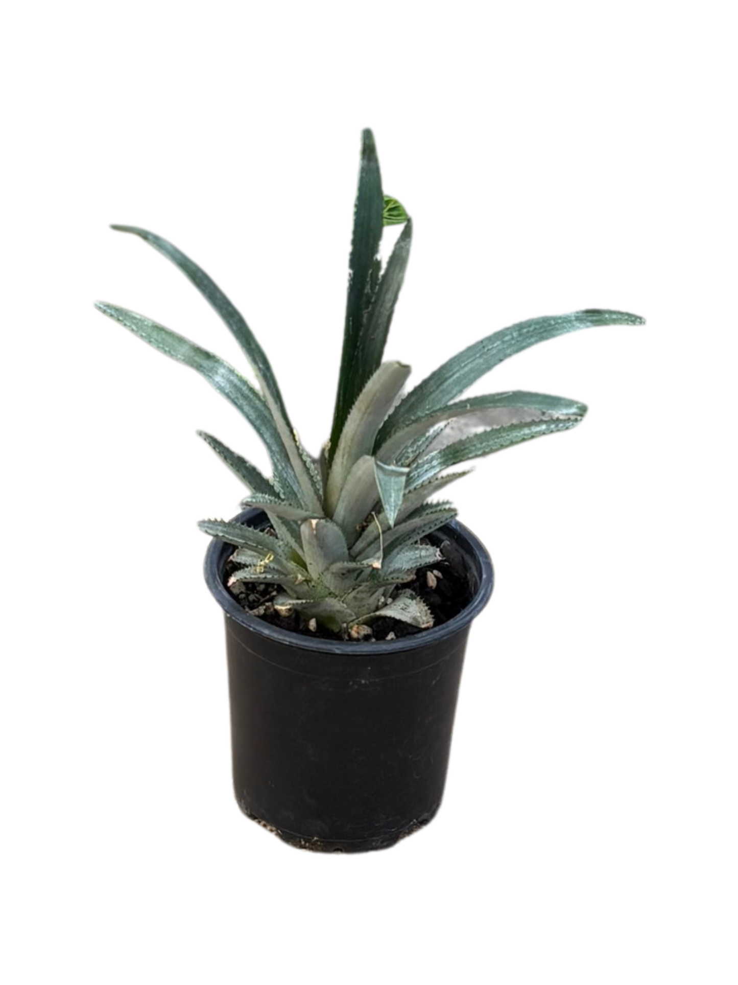 Queen Pineapple in 10cm pot
