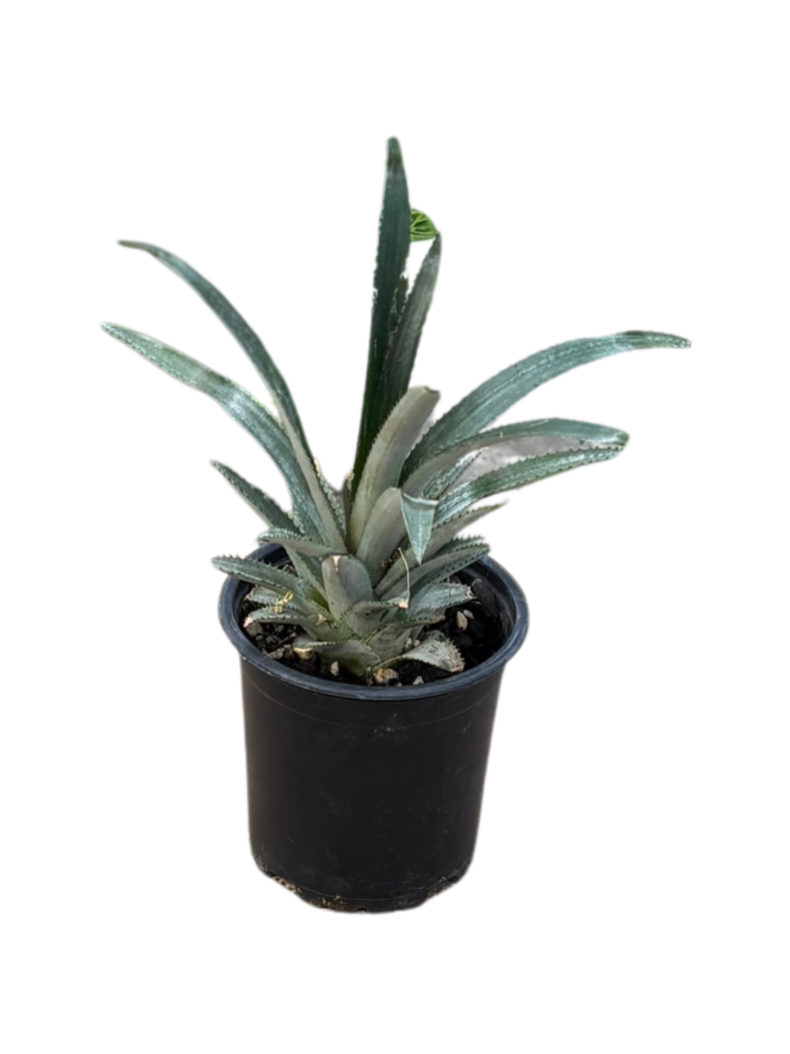 Queen Pineapple in 10cm pot