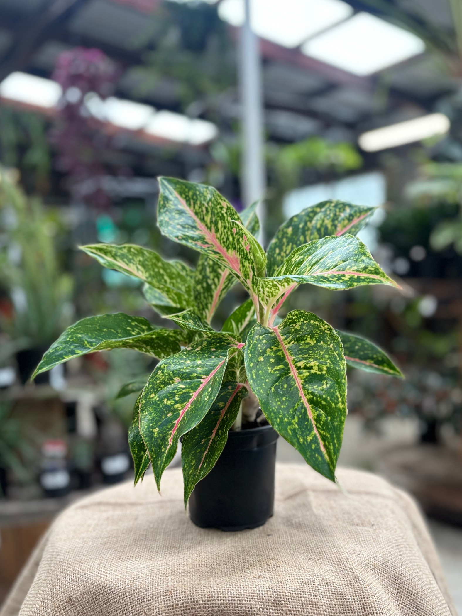 Aglaonema ‘Firework Sparkle’ plant in 12 cm pot