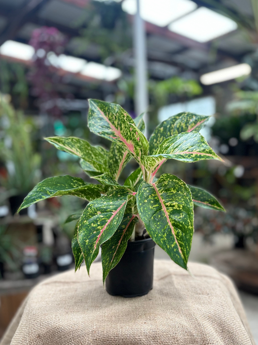Aglaonema ‘Firework Sparkle’ plant in 12 cm pot