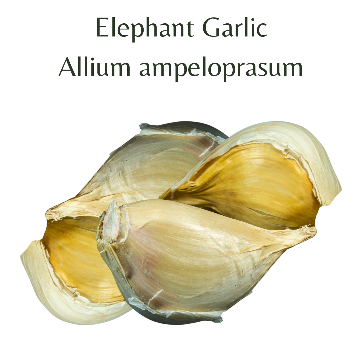 Elephant Garlic (1 bulb)