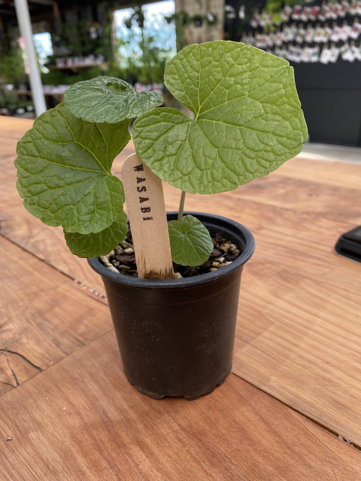 Wasabi Plant (rooted in pot) - Rasmussen Gardens