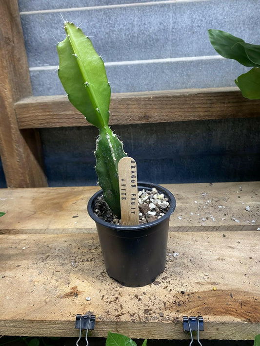 White Dragon Fruit (rooted in pot) - Rasmussen Gardens