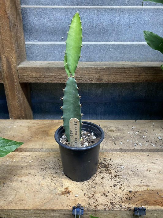 Red Dragon Fruit (rooted in pot) - Rasmussen Gardens