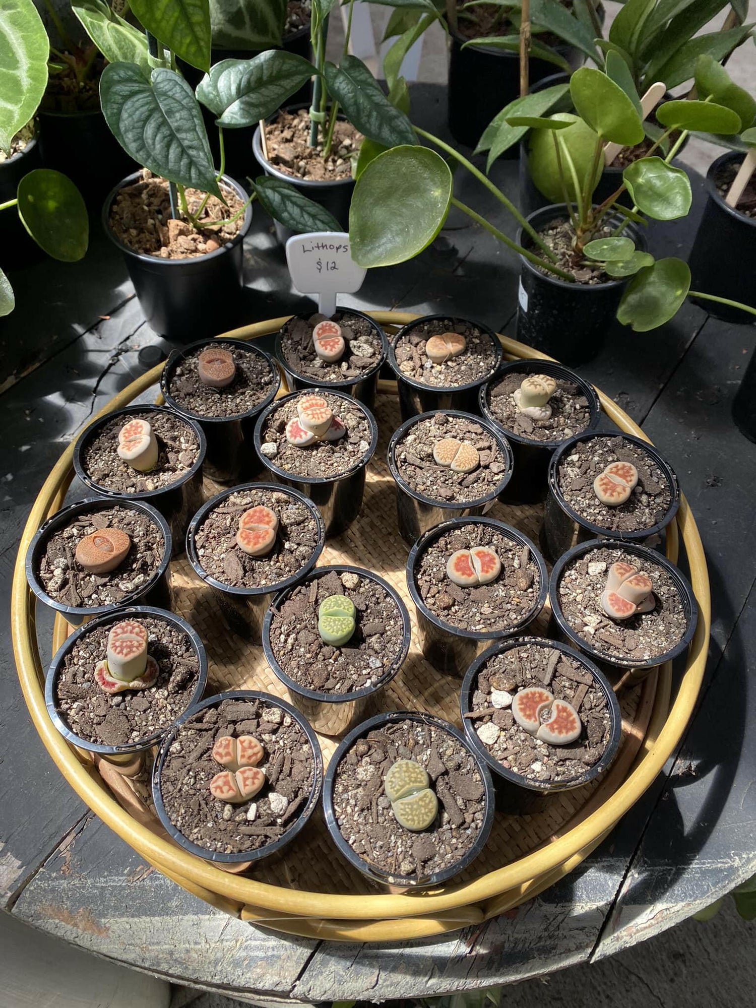 Lithop Seeds (50 seeds) - Rasmussen Gardens