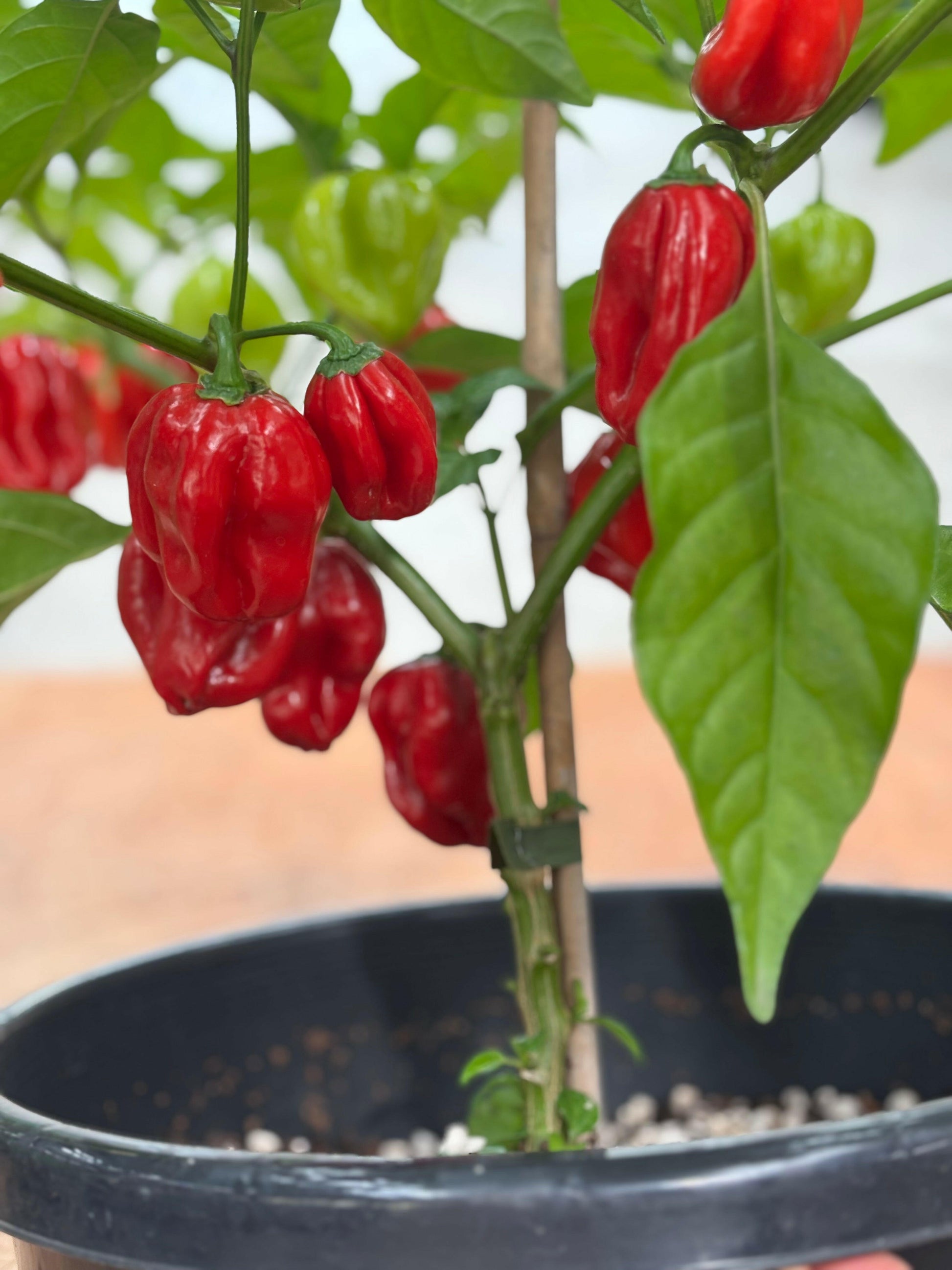 Habanero - Red Chilli Seeds (10 seeds) - Rasmussen Gardens