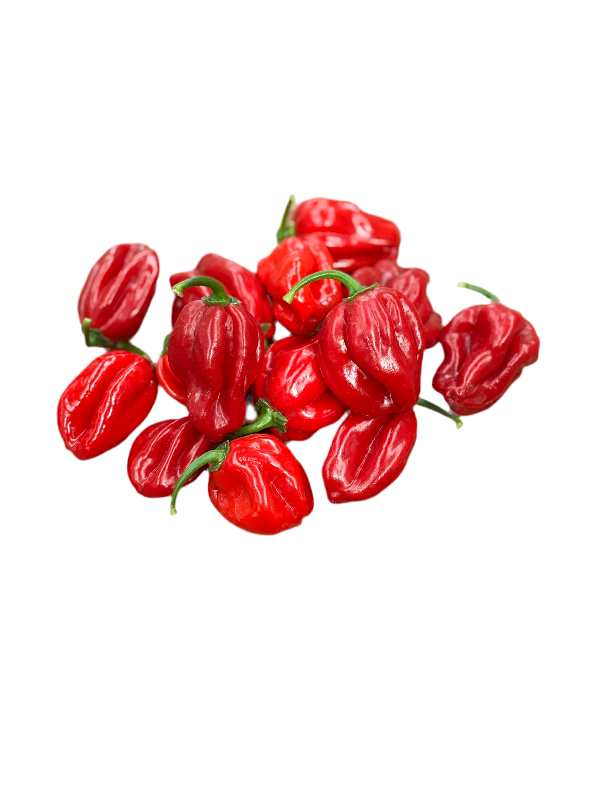 Habanero - Red Chilli Seeds (10 seeds) - Rasmussen Gardens