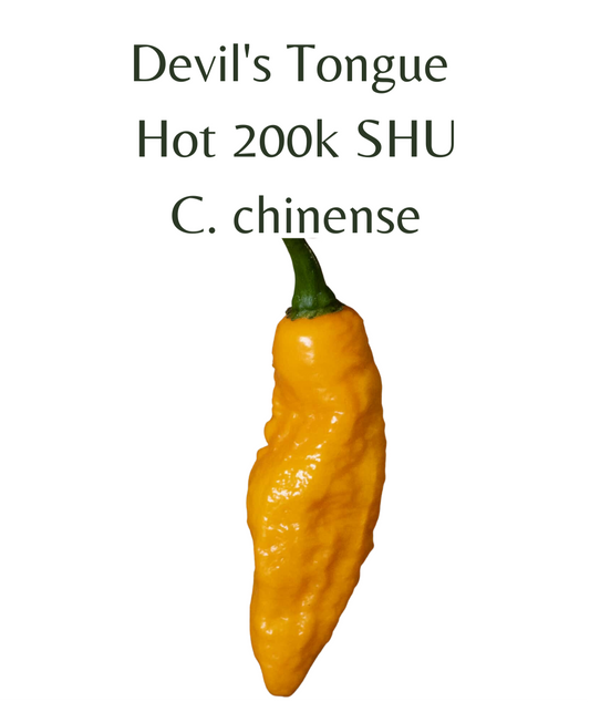 Devils Tongue Chilli Seeds (10 seeds) - Rasmussen Gardens