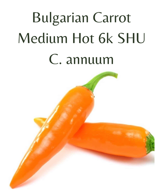 Bulgarian Carrot Chilli Seeds (10 seeds) - Rasmussen Gardens