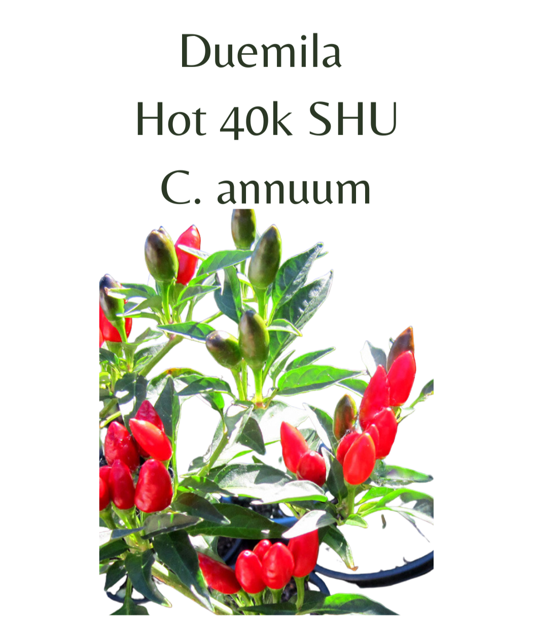 Duemila Chilli Seeds (10 seeds) - Rasmussen Gardens