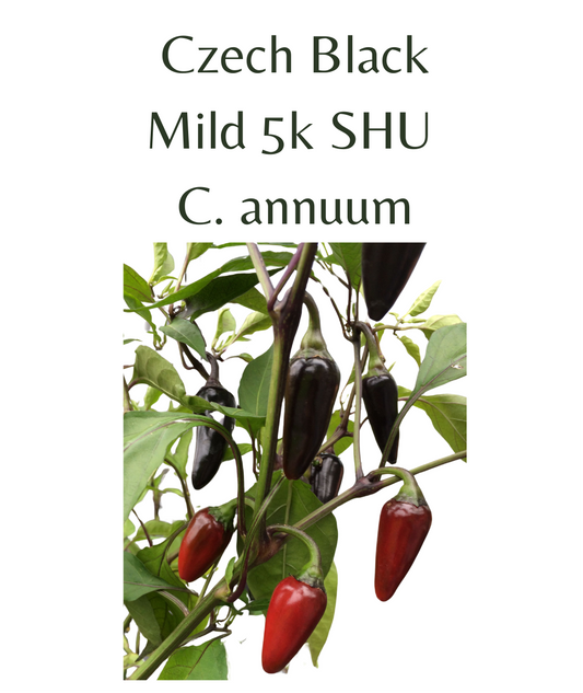 Czech Black Chilli Seeds (10 seeds) - Rasmussen Gardens