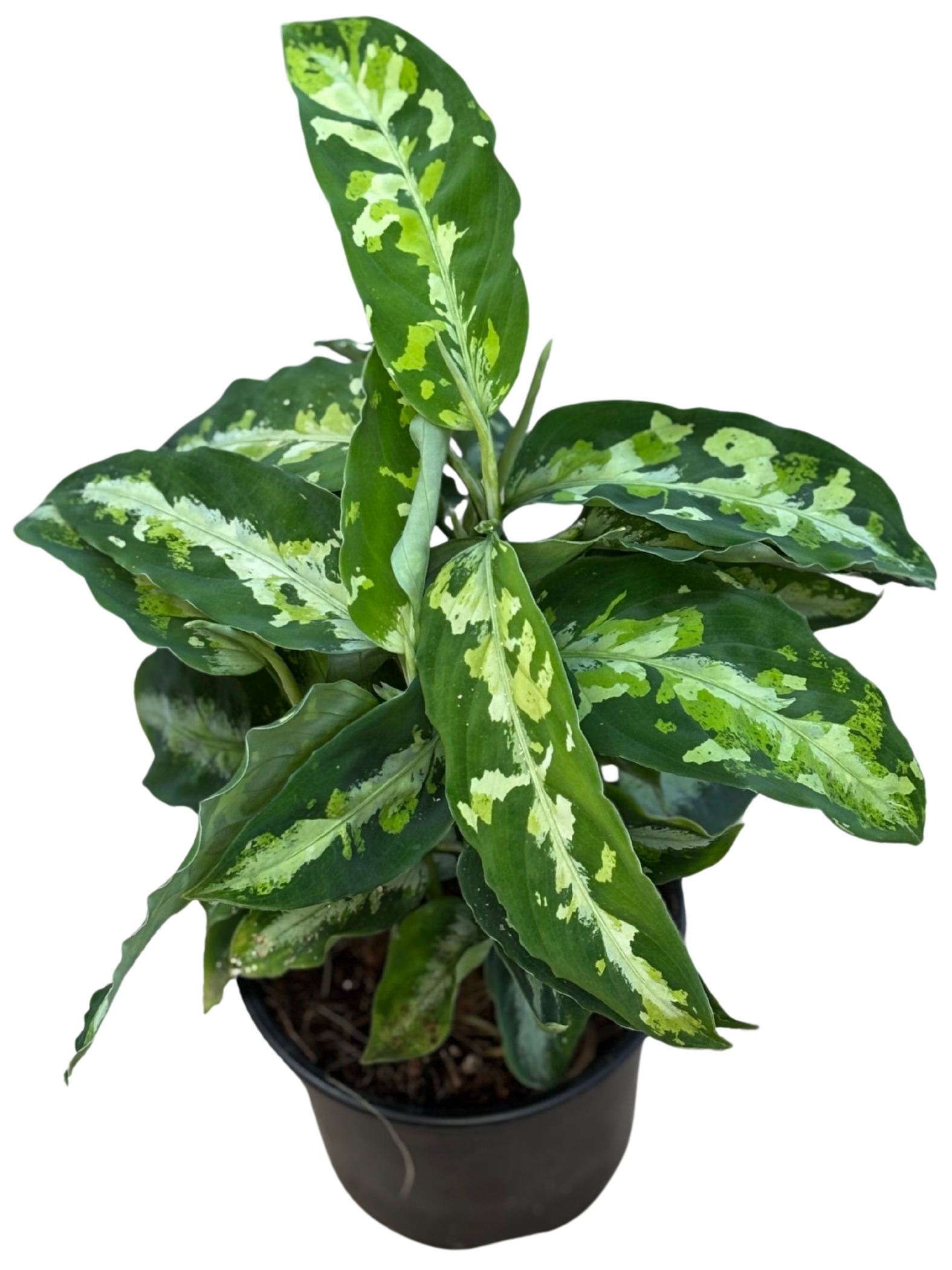 Aglaonema_pictum_Tricolor_plant_in_12_cm_pot