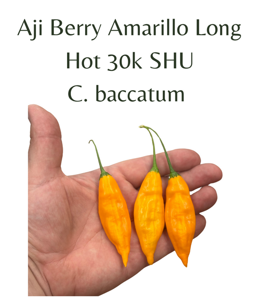 Aji Berry Amarillo Long Chilli Seeds (10 seeds) - Rasmussen Gardens