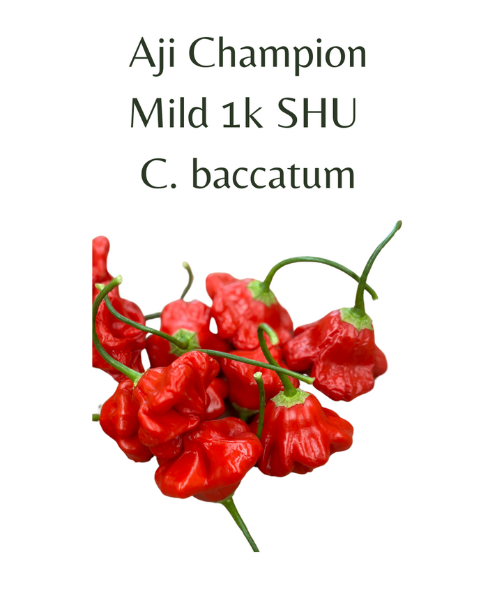 Aji Champion Chilli Plant in 4