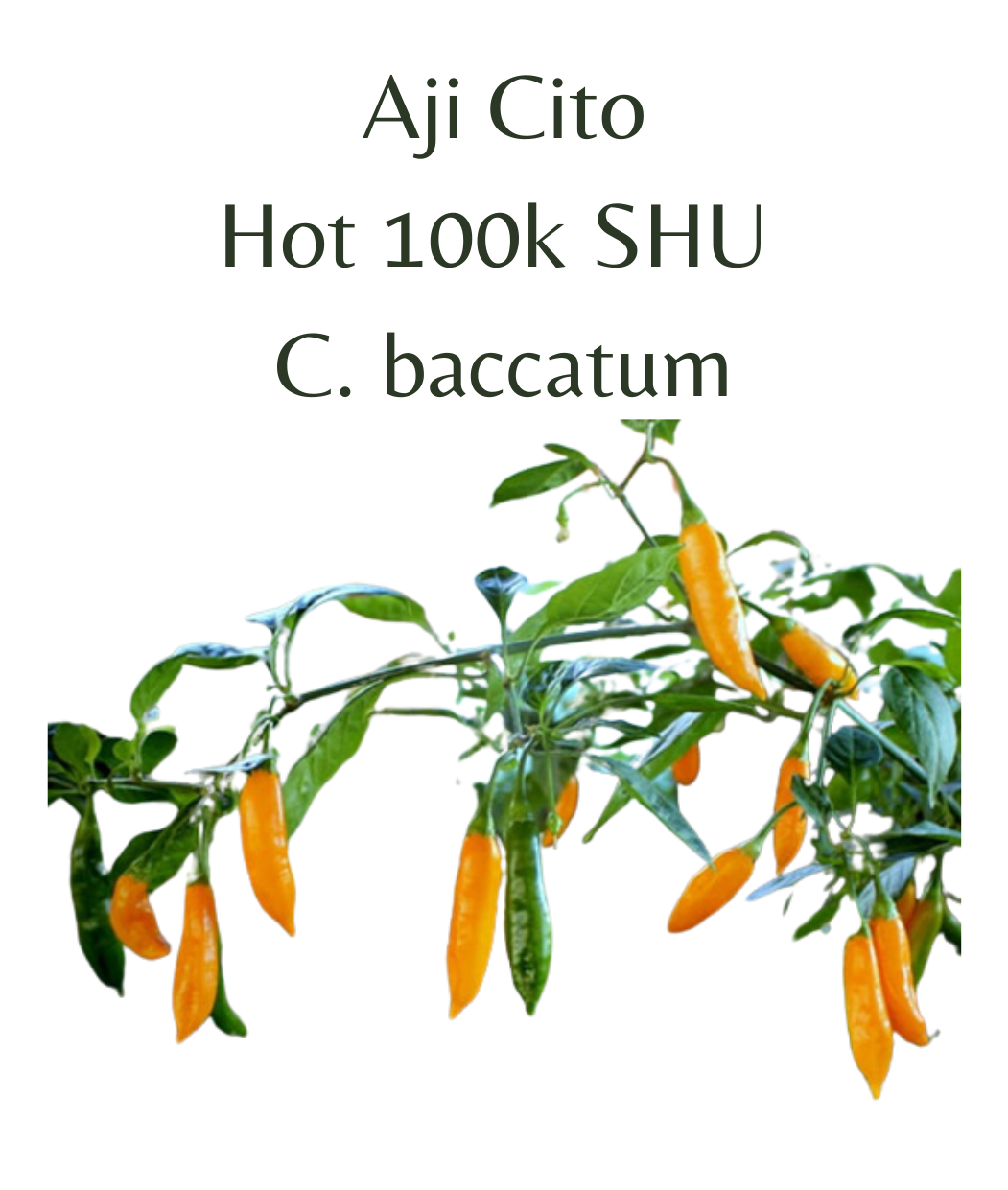 Aji Cito Chilli Seeds (10 seeds) - Rasmussen Gardens