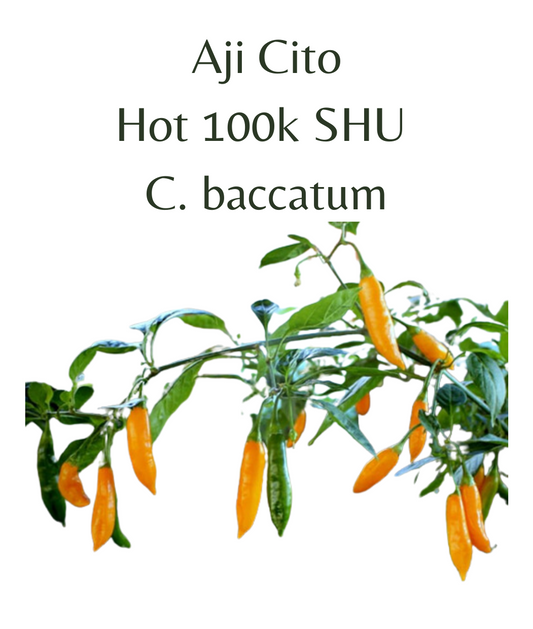 Aji Cito Chilli Seeds (10 seeds) - Rasmussen Gardens