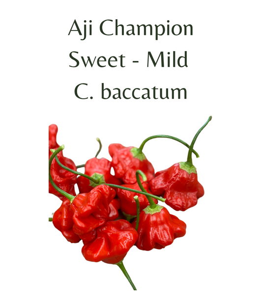 Aji_Champion_Chilli_Seeds_10_seeds