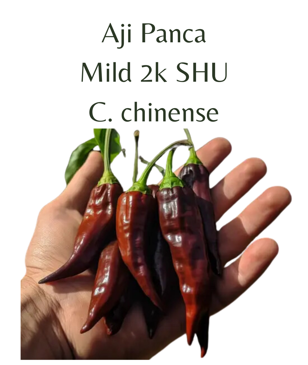 Aji Panca Chilli Seeds (10 seeds) - Rasmussen Gardens