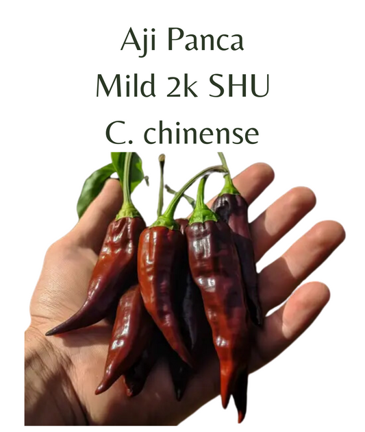 Aji Panca Chilli Seeds (10 seeds) - Rasmussen Gardens