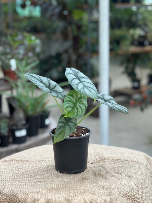Alocasia baginda 'Silver Dragon' plant in 10 cm pot