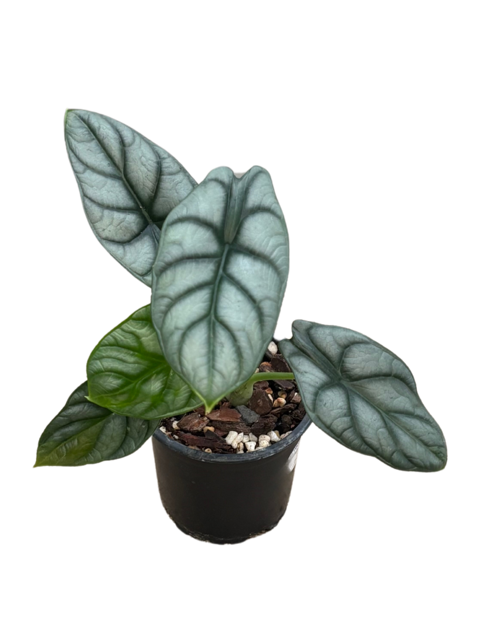 Alocasia baginda 'Silver Dragon' plant in 10 cm pot