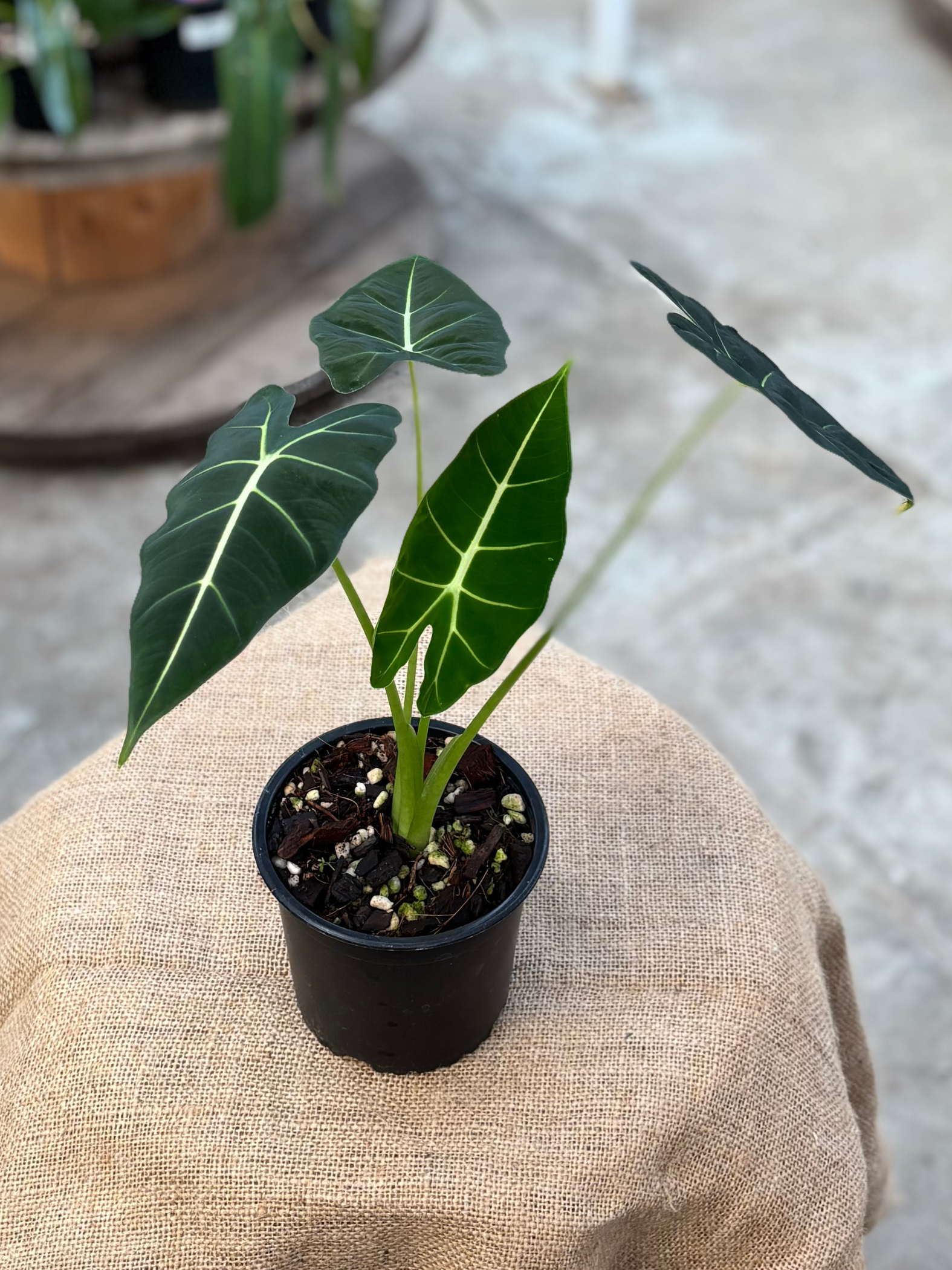Alocasia_frydek_in_12_cm_pot