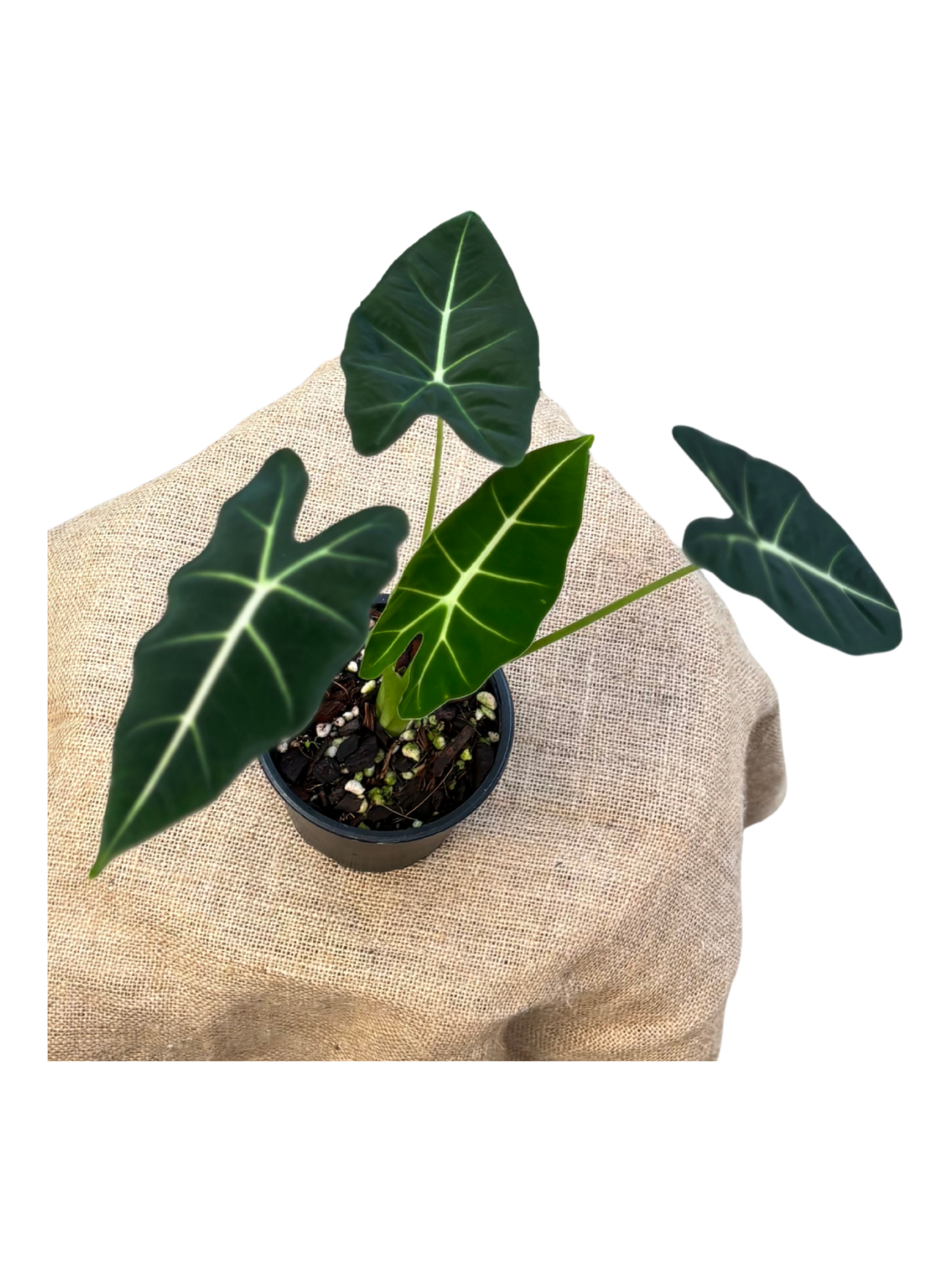 Alocasia_frydek_in_12_cm_pot