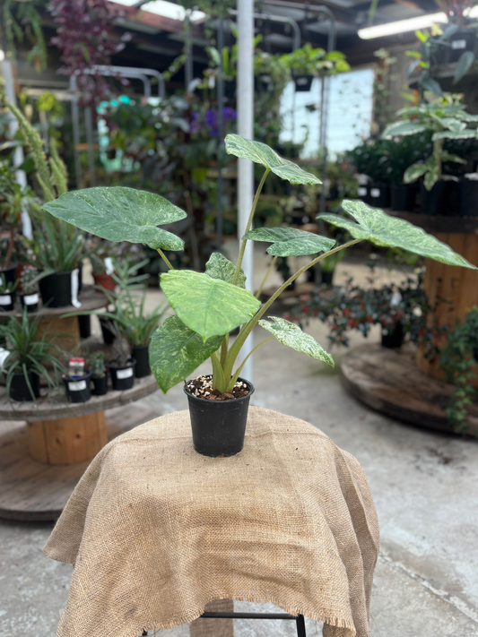 Alocasia odora ‘Variegated Batik’ in 12 cm pot