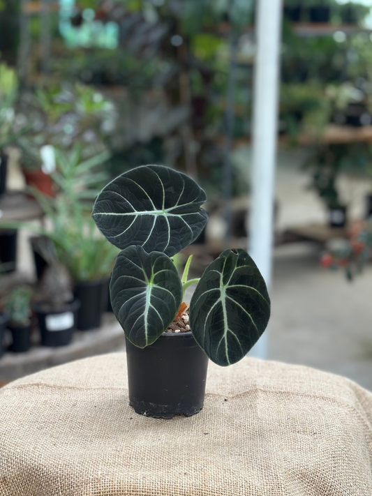 Alocasia reginula ‘Black Velvet’ in 10 cm pot