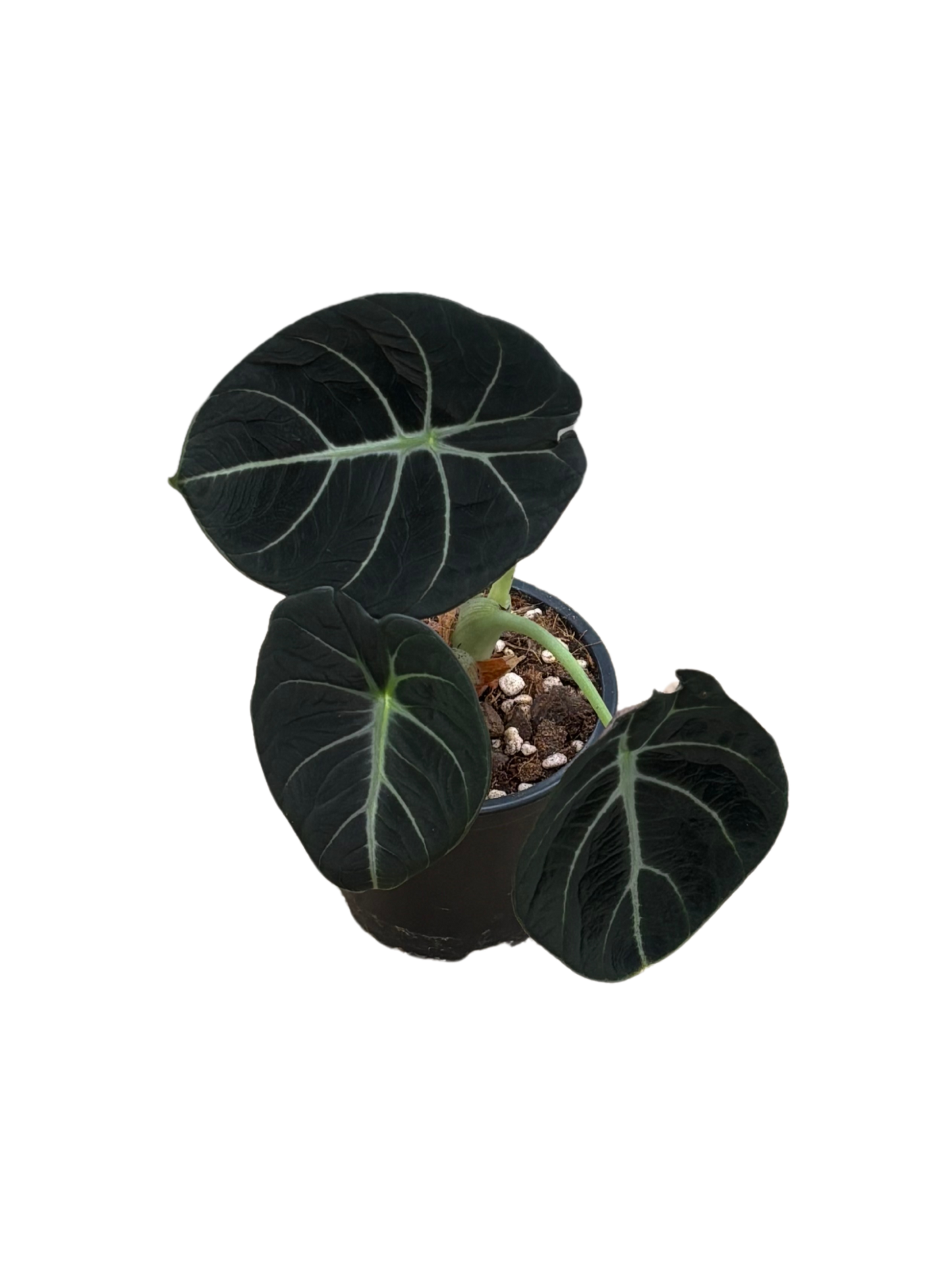 Alocasia reginula ‘Black Velvet’ in 10 cm pot