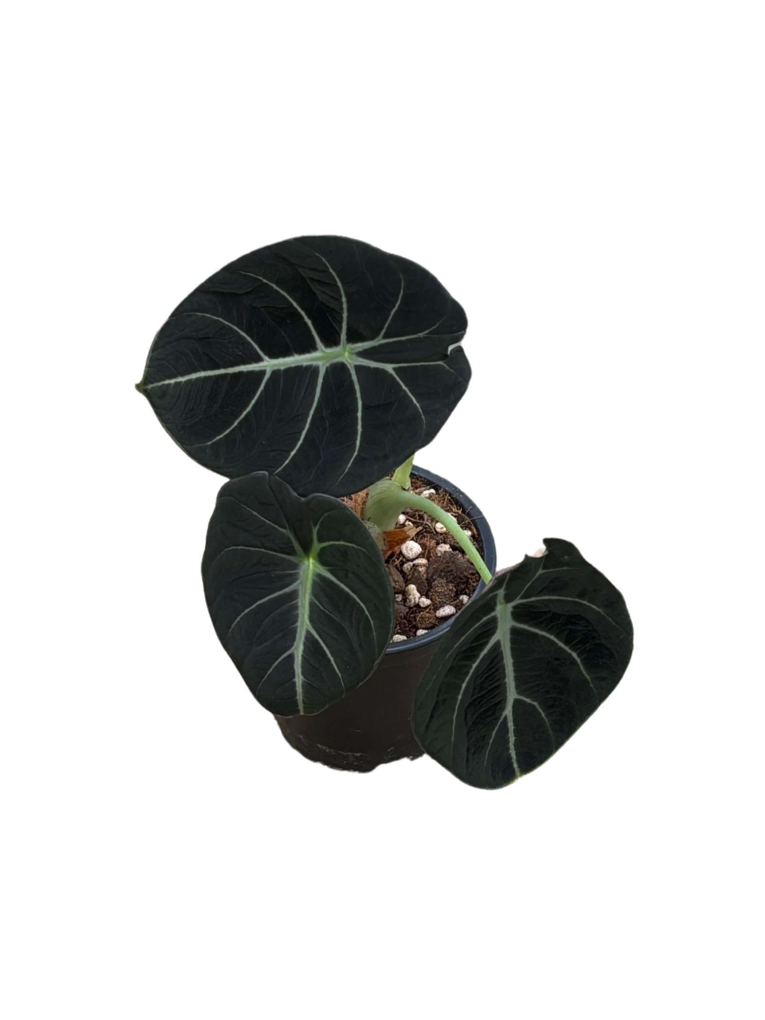 Alocasia reginula ‘Black Velvet’ in 10 cm pot