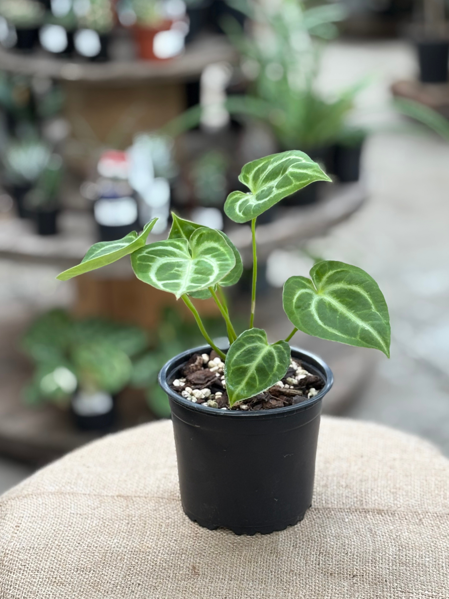 anthurium nz Anthurium Crystallinum × Magnificum plant in 12 cm pot – Rasmussen Gardens