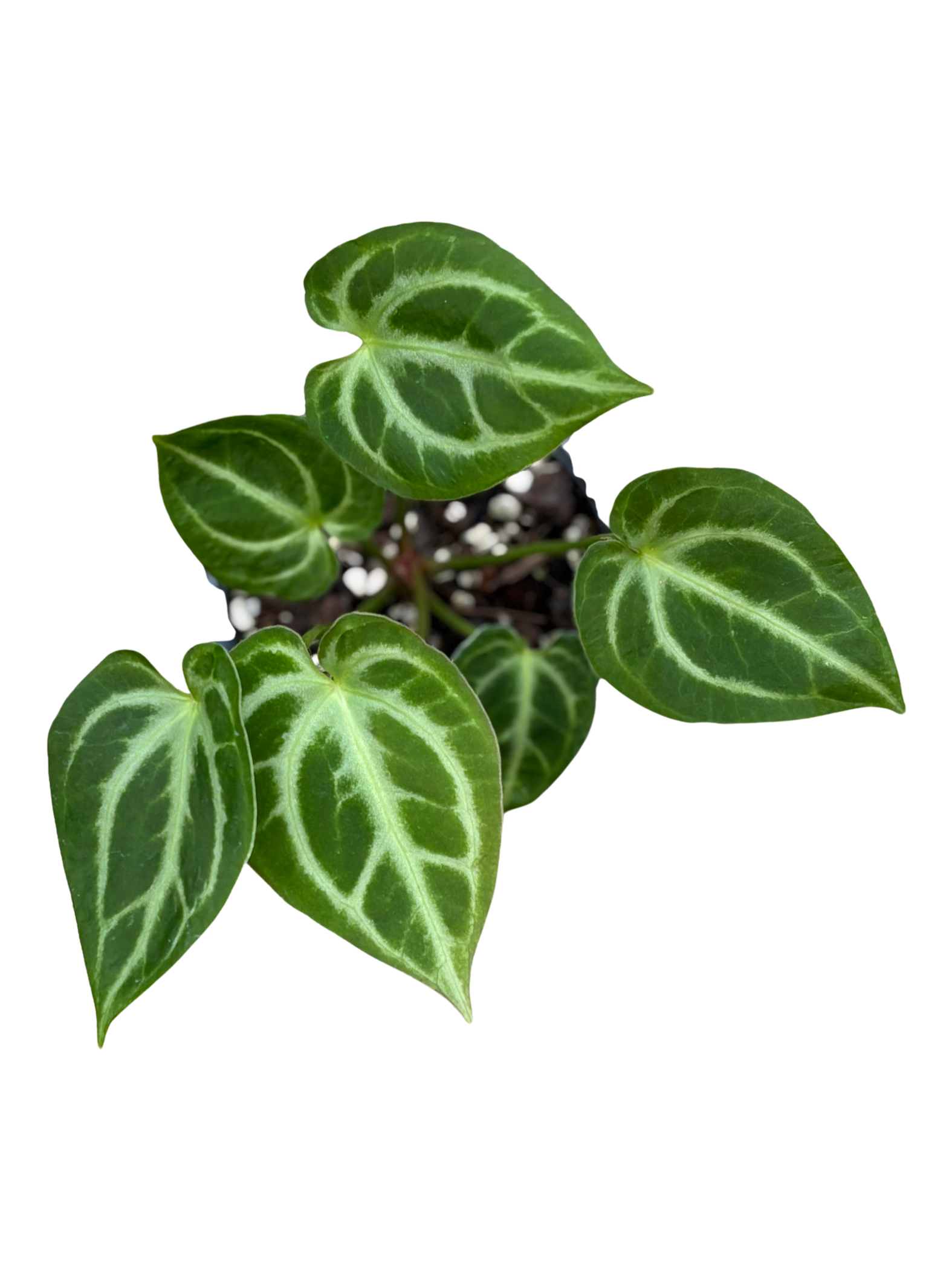 anthurium magnificum x crystallinum silver Anthurium Crystallinum × Magnificum plant in 12 cm pot – Rasmussen Gardens