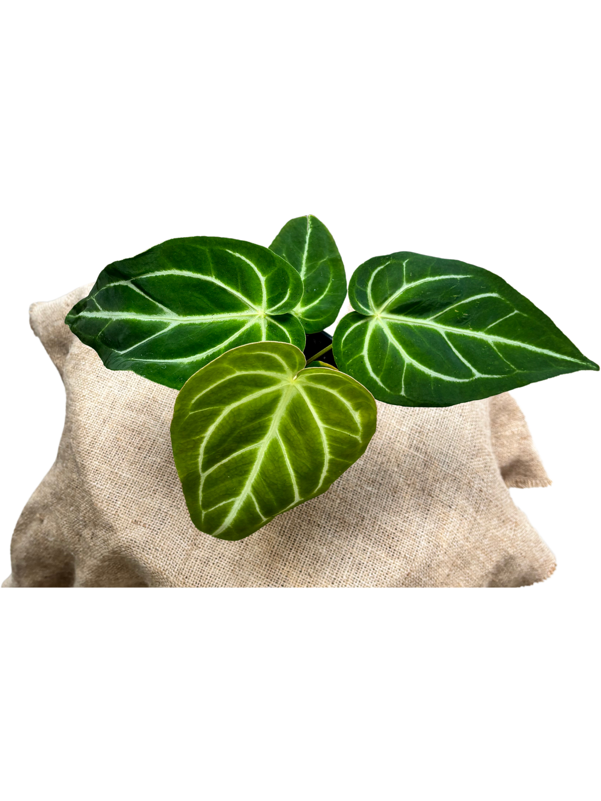 Anthurium_Magnificum_plant_in_12_cm_pot