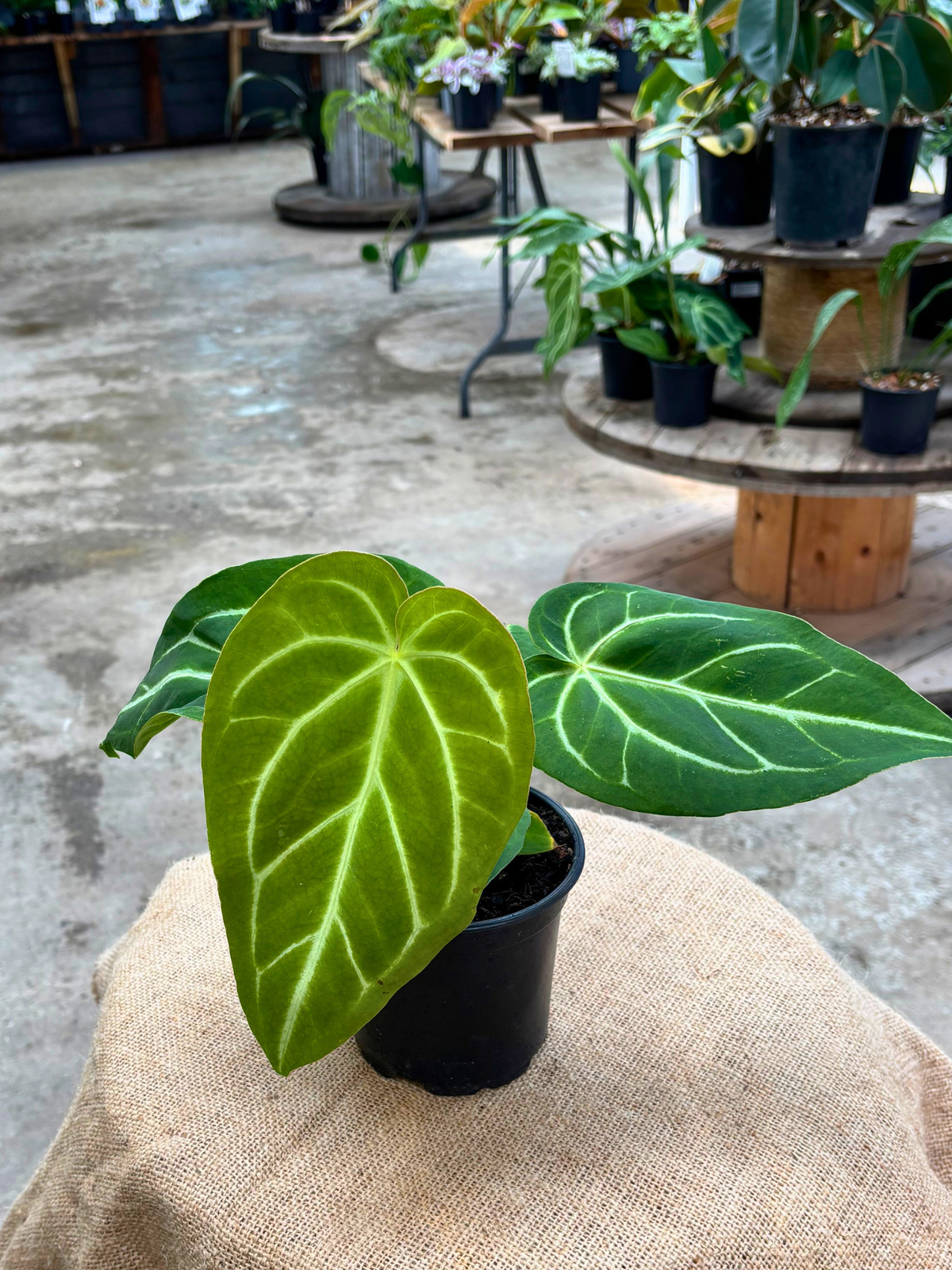 Anthurium_Magnificum_plant_in_12_cm_pot
