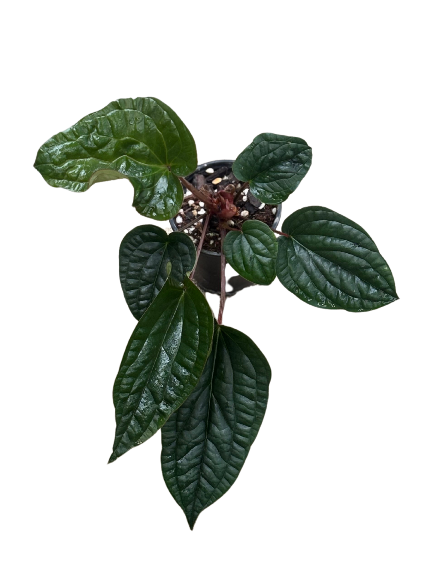 Anthurium radicans in 9 cm pot