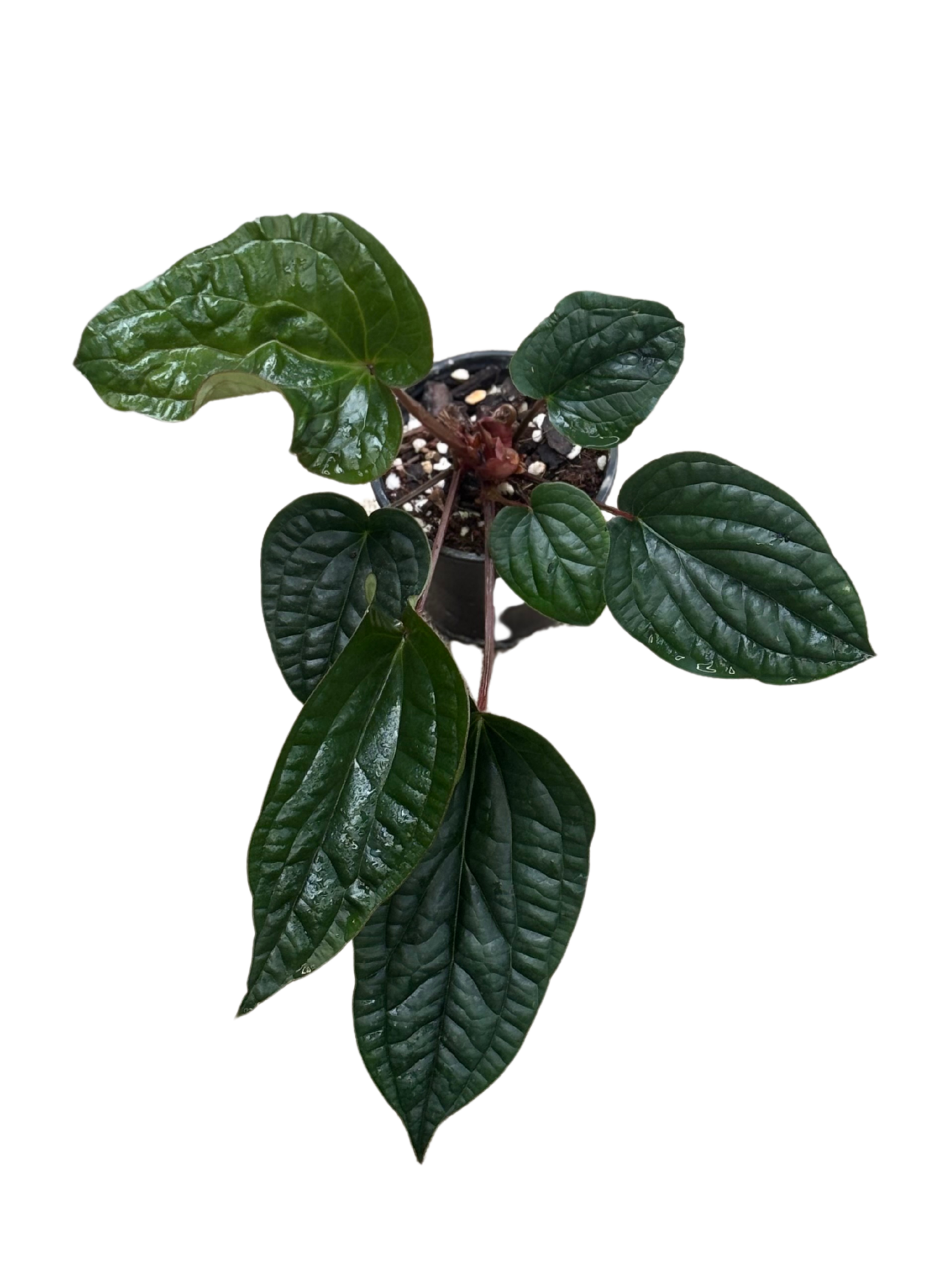 Anthurium radicans in 9 cm pot