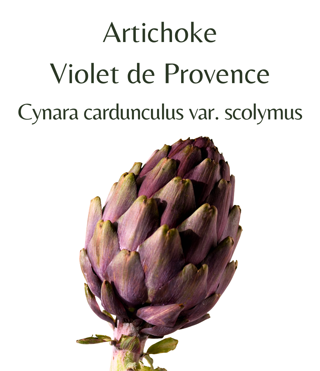 Artichoke_Violet_de_Provence_25_seeds