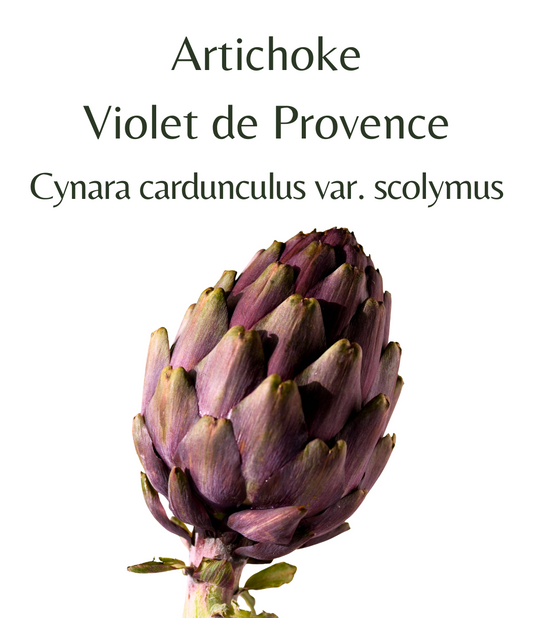 Artichoke_Violet_de_Provence_25_seeds