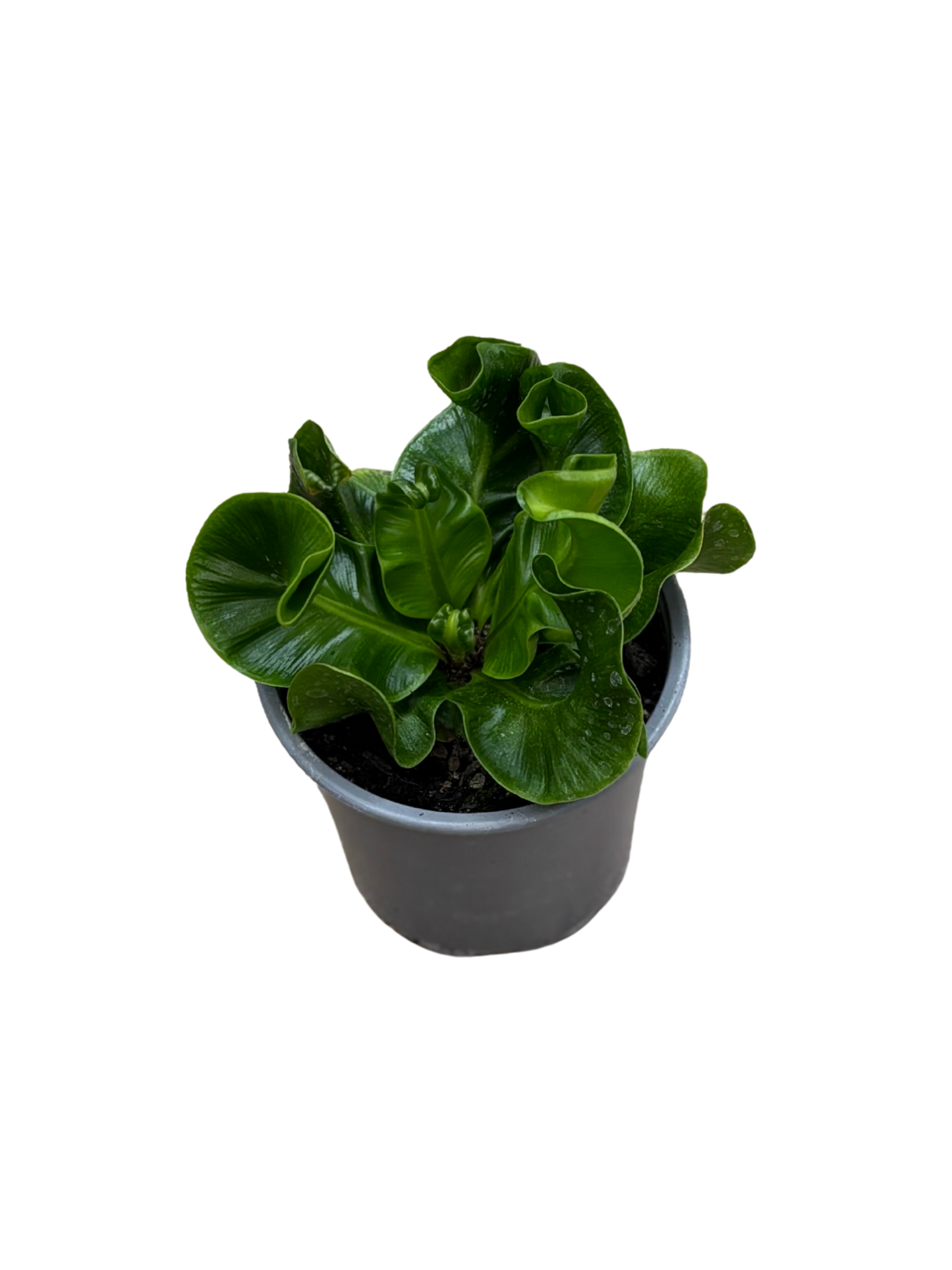 Asplenium_nidus_Cobra_plant_in_10_cm_pot