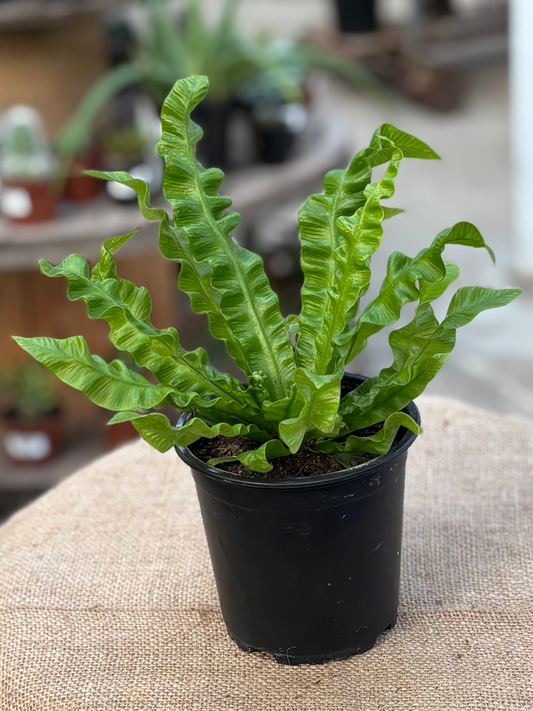 Asplenium_nidus_Crispy_Wave_plant_in_10_cm_pot