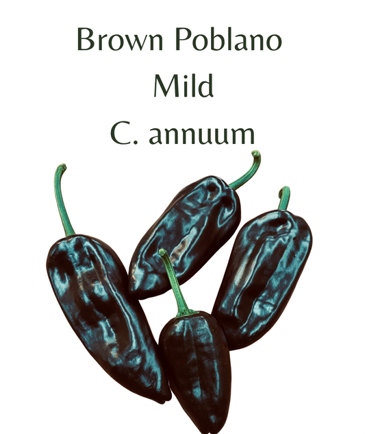 Brown Poblano Chilli Seeds (10 seeds) - Rasmussen Gardens