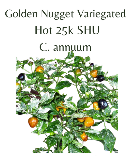 Golden Nugget Variegated Chilli Seeds (10 seeds) - Rasmussen Gardens
