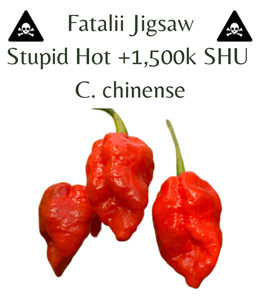 Fatalii Jigsaw Chilli Seeds (10 seeds) - Rasmussen Gardens